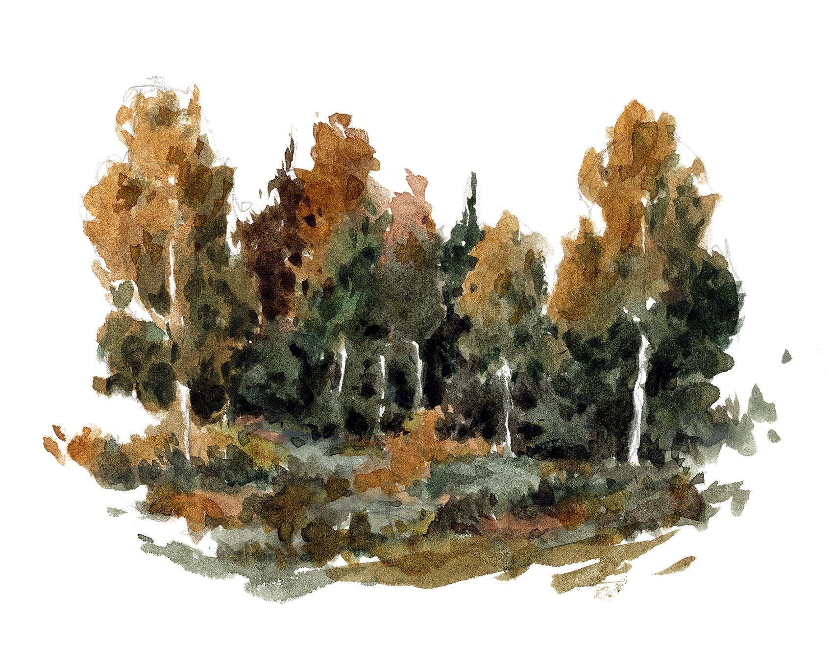 Forest Study 2 - Gallery Canvas Print