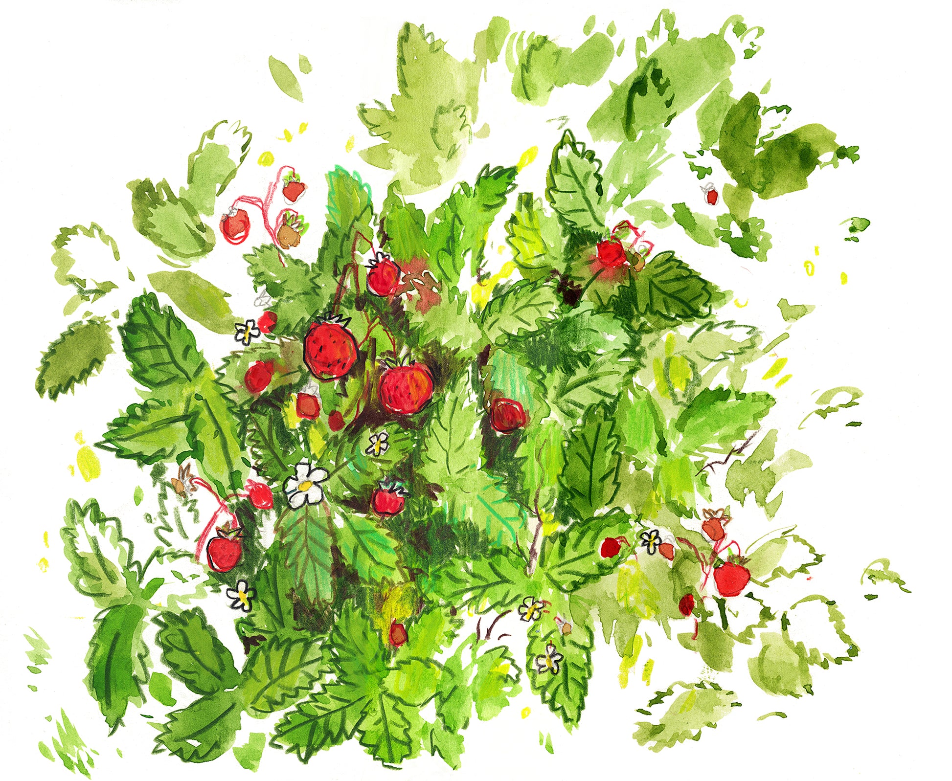 Wild Strawberries - Fine Art Paper Print