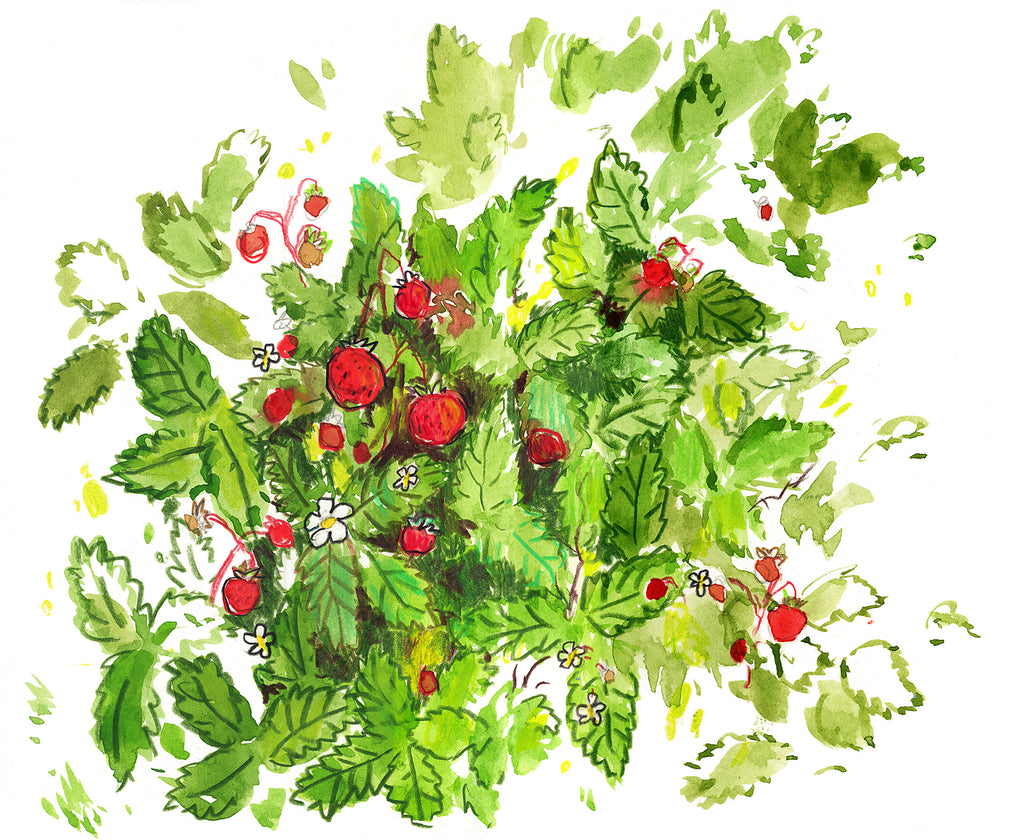 Wild Strawberries - Gallery Canvas Print